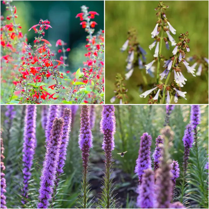 South Carolina Flora Best Plants For Summertime In South Carolina
