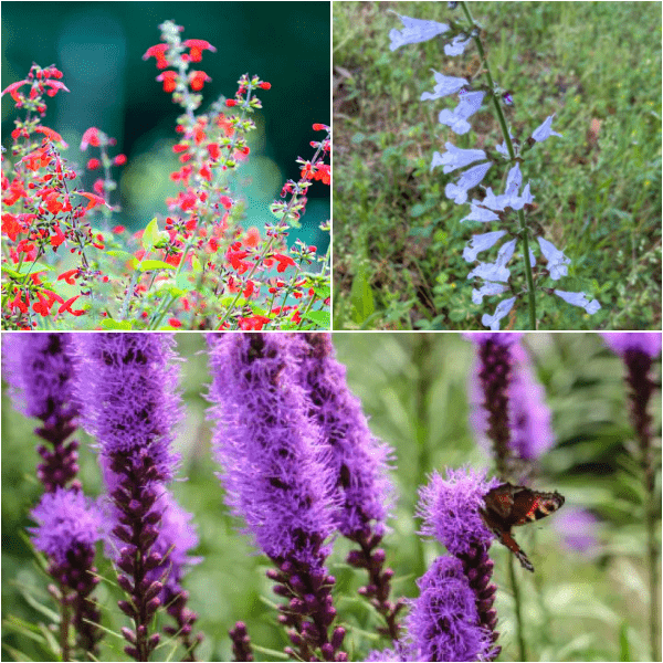 Patio Party Plants - Garden for Wildlife