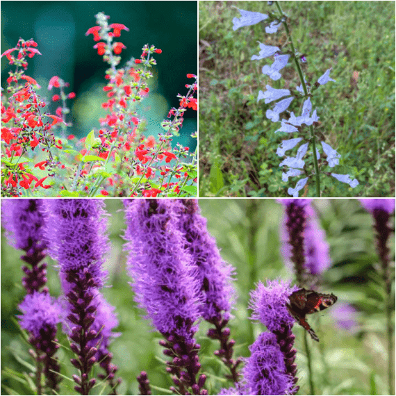 Patio Party Plants - Garden for Wildlife