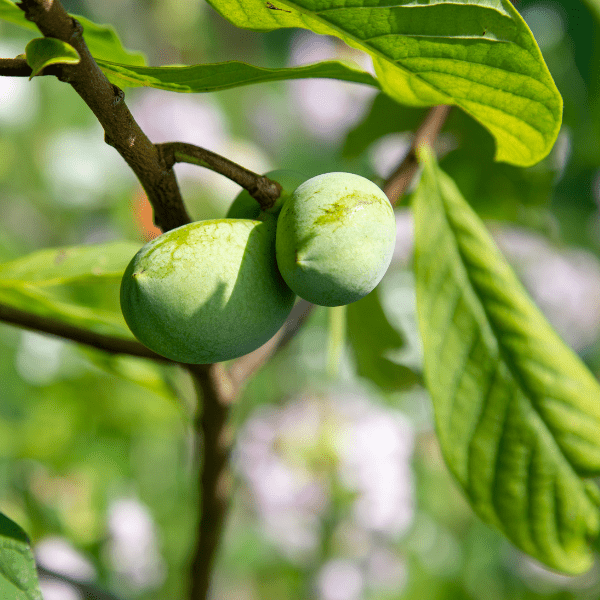 Pawpaw Tree