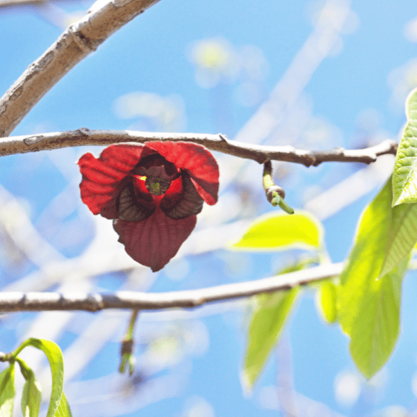 Pawpaw Tree