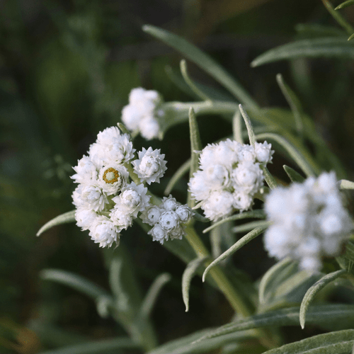 Pearly Everlasting Plant Sets Plants - Garden for Wildlife