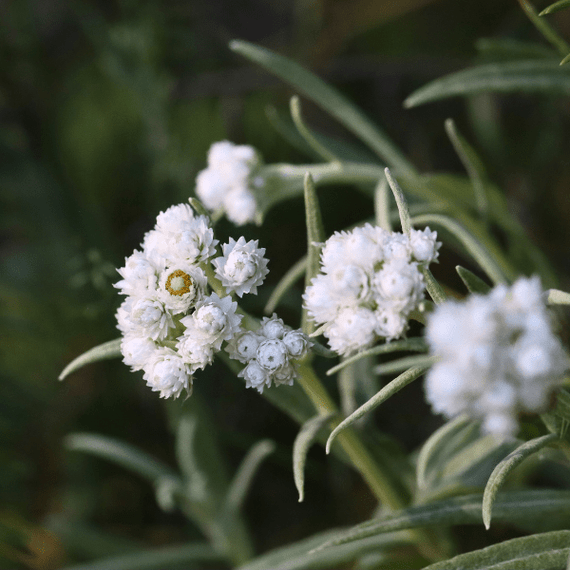 Pearly Everlasting Plant Sets Plants - Garden for Wildlife