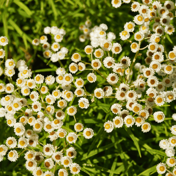 Pearly Everlasting Plant Sets Plants - Garden for Wildlife