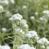 Pearly Everlasting Plant Sets Plants - Garden for Wildlife
