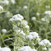 Pearly Everlasting Plant Sets Plants - Garden for Wildlife