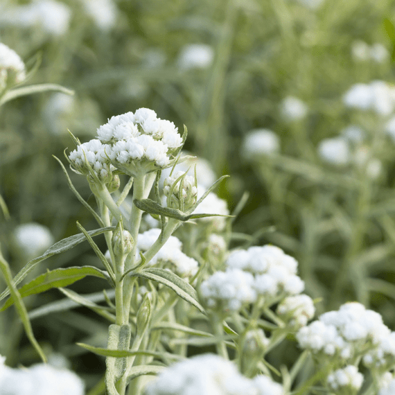Pearly Everlasting Plant Sets Plants - Garden for Wildlife