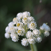 Pearly Everlasting Plant Sets Plants - Garden for Wildlife