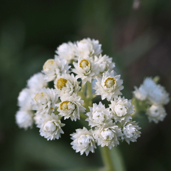Pearly Everlasting Plant Sets Plants - Garden for Wildlife