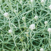 Pearly Everlasting Plant Sets Plants - Garden for Wildlife