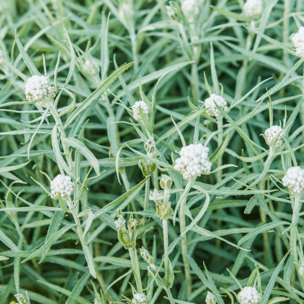 Pearly Everlasting Plant Sets Plants - Garden for Wildlife
