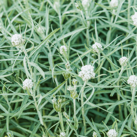 Pearly Everlasting Plant Sets