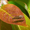 Persimmon Tree Plants - Garden for Wildlife