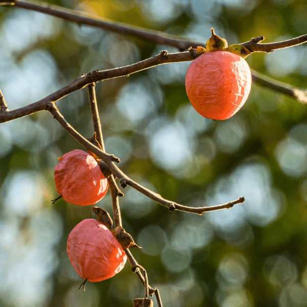 Persimmon Tree Plants - Garden for Wildlife