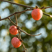 Persimmon Tree Plants - Garden for Wildlife