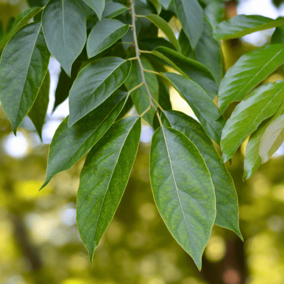 Persimmon Tree Plants - Garden for Wildlife