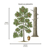 Pin Oak Tree Plants - Garden for Wildlife