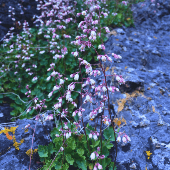 Pink Alumroot Plant Sets