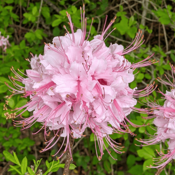 Pinxterbloom Azalea Shrub 3 - GAL Plants - Garden for Wildlife