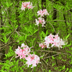 Pinxterbloom Azalea Shrub 3 - GAL Plants - Garden for Wildlife