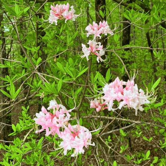 Pinxterbloom Azalea Shrub 3 - GAL Plants - Garden for Wildlife