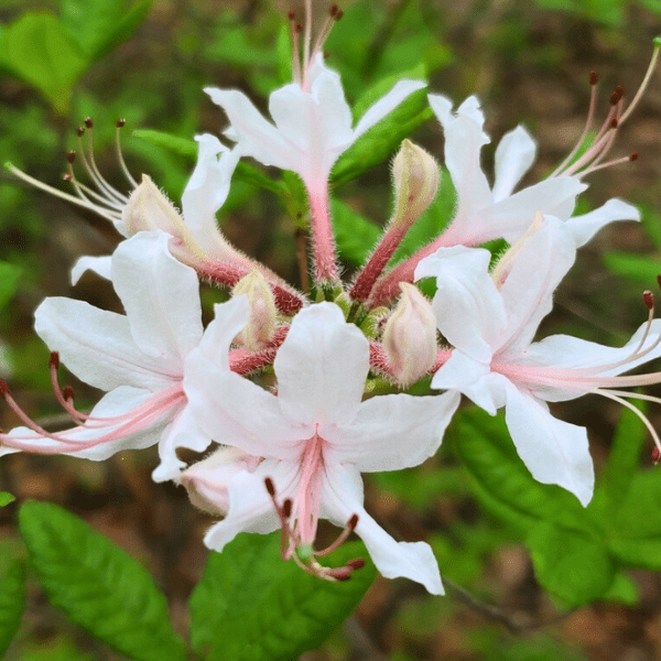 Pinxterbloom Azalea Shrub 3 - GAL Plants - Garden for Wildlife