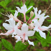 Pinxterbloom Azalea Shrub 3 - GAL Plants - Garden for Wildlife