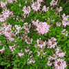 Pinxterbloom Azalea Shrub 3 - GAL Plants - Garden for Wildlife