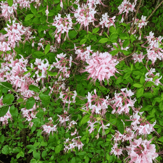 Pinxterbloom Azalea Shrub 3 - GAL Plants - Garden for Wildlife