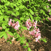 Pinxterbloom Azalea Shrub 3 - GAL Plants - Garden for Wildlife