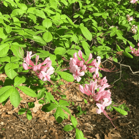 Pinxterbloom Azalea Shrub 3 - GAL Plants - Garden for Wildlife