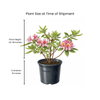 Pinxterbloom Azalea Shrub 3 - GAL Plants - Garden for Wildlife