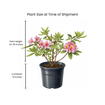 Pinxterbloom Azalea Shrub 3 - GAL Plants - Garden for Wildlife