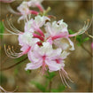 Pinxterbloom Azalea Shrub 3 - GAL Plants - Garden for Wildlife