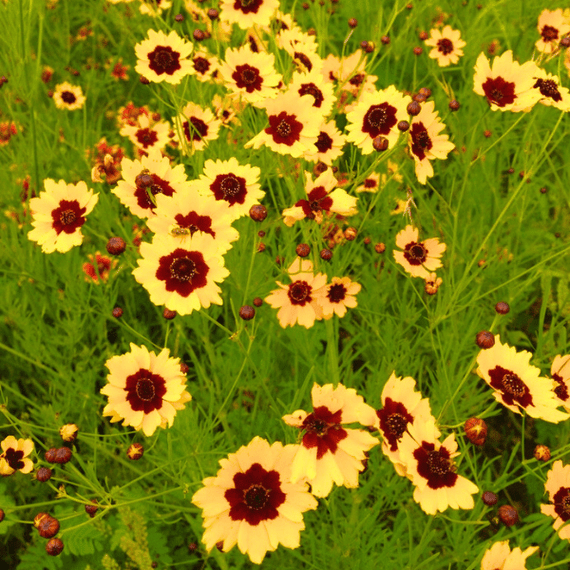 planting coreopsis seeds Plains Coreopsis Plant Sets