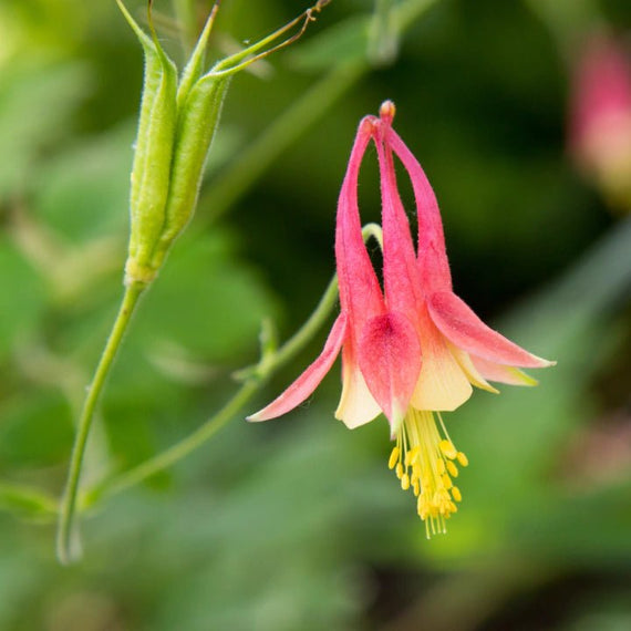 Pollinator Garden Bed Plants - Garden for Wildlife