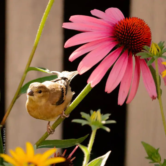 Pollinator Garden Bed Plants - Garden for Wildlife