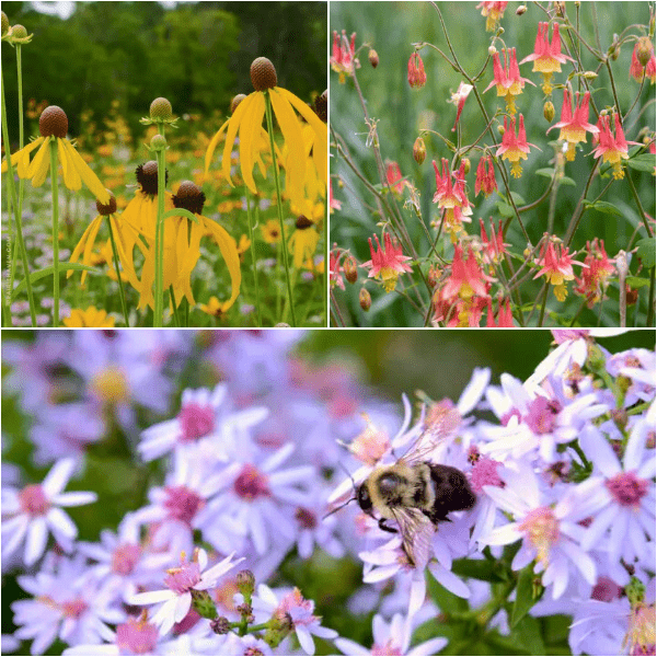 Pollinator Pleaser Plants - Garden for Wildlife