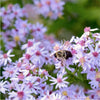 Pollinator Power Plants - Garden for Wildlife