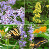 Pollinator Power Plants - Garden for Wildlife