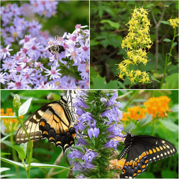 Pollinator Power Plants - Garden for Wildlife