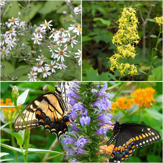 Pollinator Power Plants - Garden for Wildlife