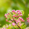 Possumhaw Viburnum Shrub Plants - Garden for Wildlife