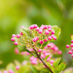 Possumhaw Viburnum Shrub Plants - Garden for Wildlife
