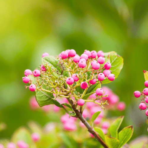 Possumhaw Viburnum Shrub Plants - Garden for Wildlife