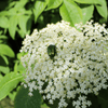 Possumhaw Viburnum Shrub Plants - Garden for Wildlife