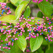 Possumhaw Viburnum Shrub Plants - Garden for Wildlife