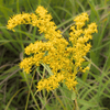 Prairie Goldenrod Plant Sets Plants - Garden for Wildlife