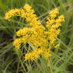 Prairie Goldenrod Plant Sets Plants - Garden for Wildlife