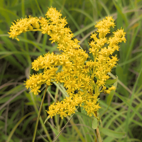 Prairie Goldenrod Plant Sets Plants - Garden for Wildlife